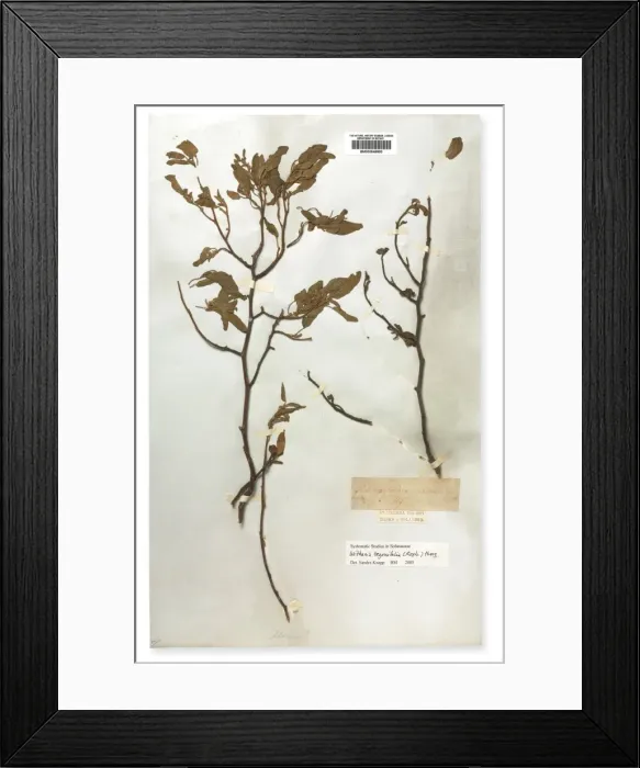Framed Print : Mellissia begonifolia, St. Helena boxwood Framed Print : Mellissia begonifolia, St. Helena boxwood