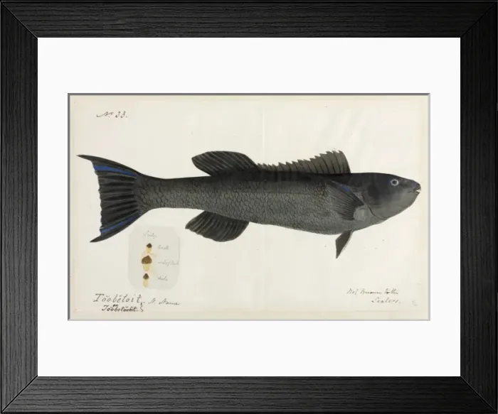 Framed Print : Fish illustration Framed Print : Fish illustration