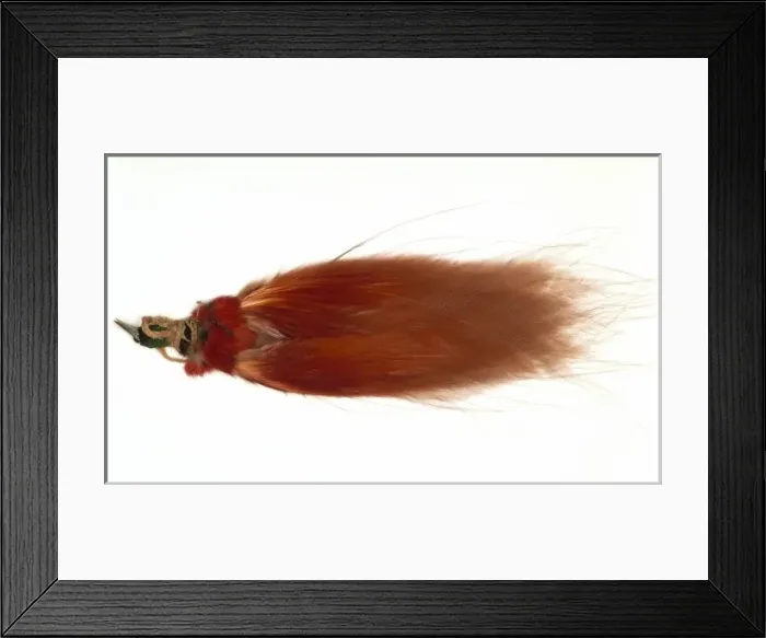 Framed Print : Paradisaea raggiana, Raggiana bird-of-paradise Framed Print : Paradisaea raggiana, Raggiana bird-of-paradise