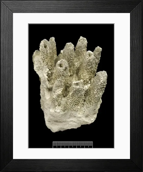 Framed Print : Acropora, Worn coral Framed Print : Acropora, Worn coral