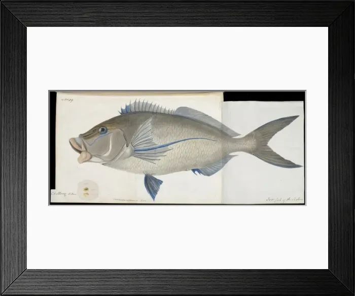 Framed Print : Cheilodactylus carponemus Framed Print : Cheilodactylus carponemus