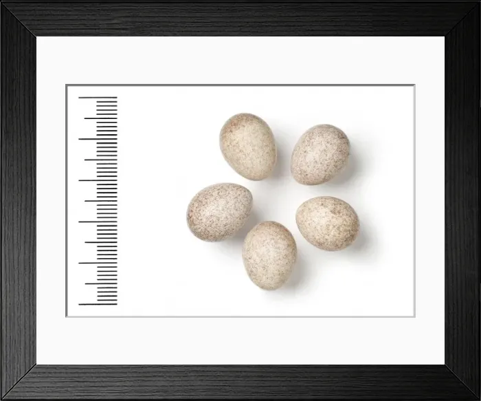 Framed Print : Locustella certhiola, rusty-rumped warbler Framed Print : Locustella certhiola, rusty-rumped warbler