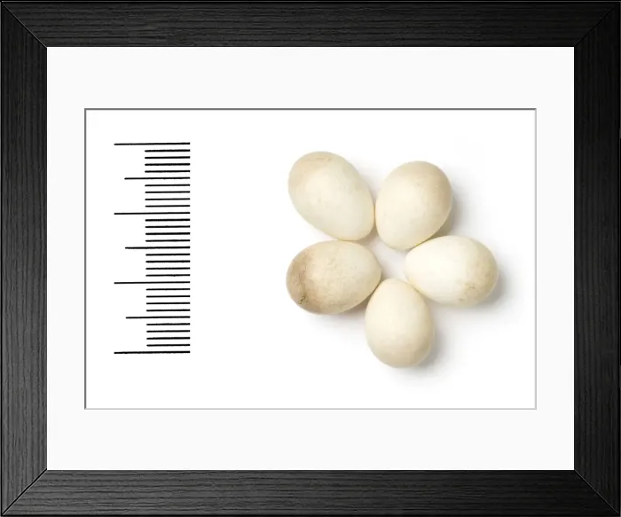 Framed Print : Regulus ignicapilla, firecrest Framed Print : Regulus ignicapilla, firecrest