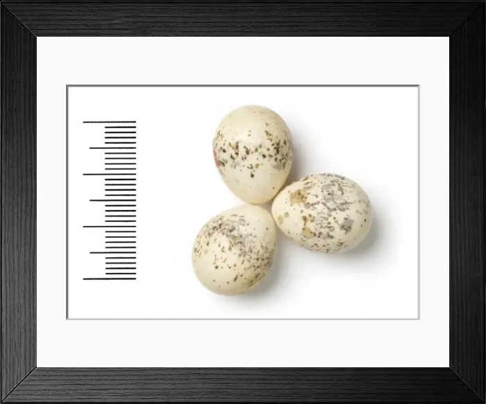 Framed Print : Lanius vittatus, bay-backed shrike Framed Print : Lanius vittatus, bay-backed shrike