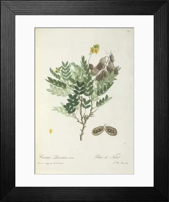 Framed Print : Cassia Lanceolatat Framed Print : Cassia Lanceolatat