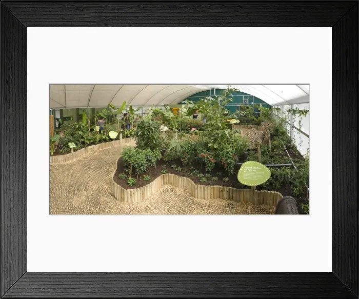 Framed Print : Butterfly Jungle 2009 Framed Print : Butterfly Jungle 2009