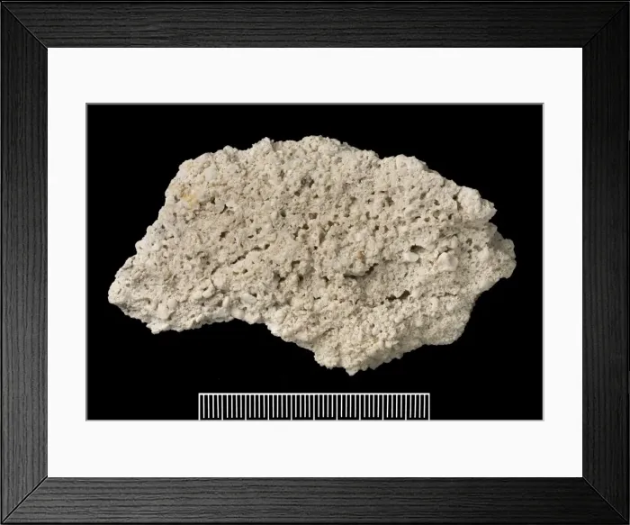 Framed Print : Reef rock. This specimen was collected by Charles Darwin in 1836 Framed Print : Reef rock. This specimen was collected by Charles Darwin in 1836