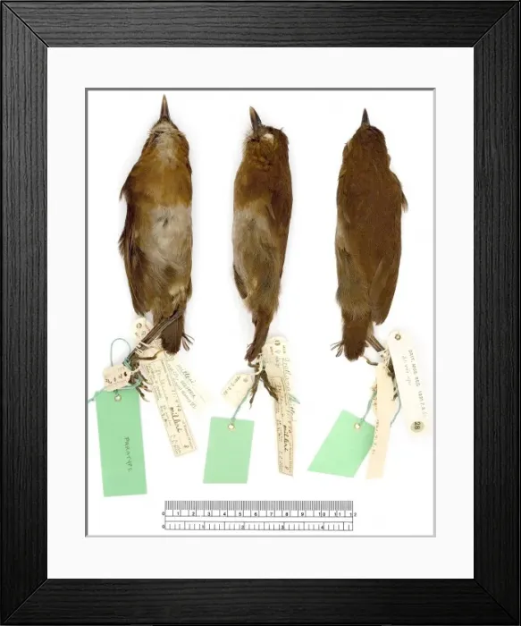 Framed Print : Grallaria m. milleri, brown-banded antpitta Framed Print : Grallaria m. milleri, brown-banded antpitta