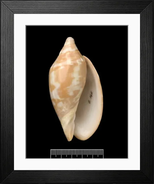 Framed Print : Voluta aulica Framed Print : Voluta aulica