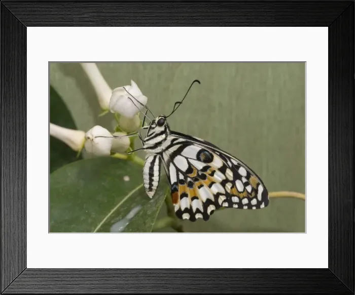 Framed Print : Papilio demoleus, Lime butterfly Framed Print : Papilio demoleus, Lime butterfly