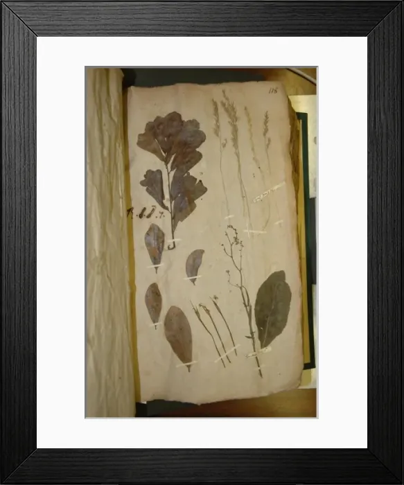 Framed Print : John Lawson plant specimen Framed Print : John Lawson plant specimen