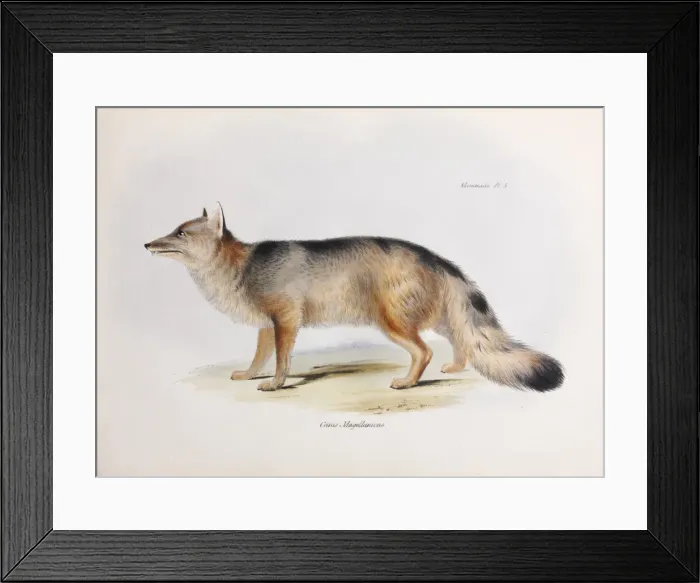 Framed Print : Canis Magellanicus Framed Print : Canis Magellanicus