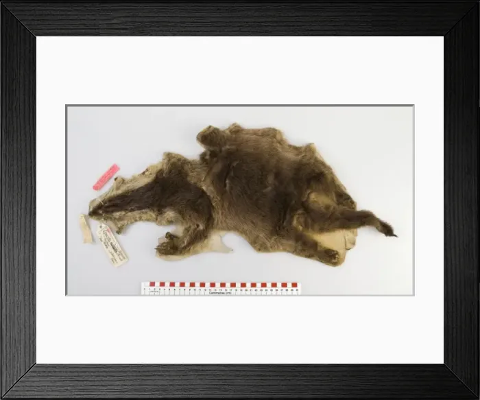 Framed Print : Cynogale lowei, lowes otter civet Framed Print : Cynogale lowei, lowes otter civet