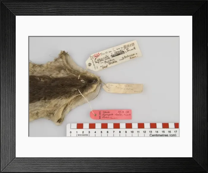 Framed Print : Cynogale lowei, lowes otter civet Framed Print : Cynogale lowei, lowes otter civet