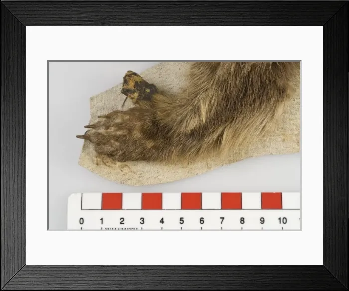 Framed Print : Cynogale lowei, lowes otter civet Framed Print : Cynogale lowei, lowes otter civet