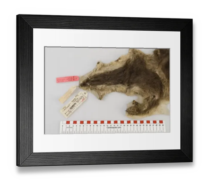 Framed Print : Cynogale lowei, lowes otter civet Framed Print : Cynogale lowei, lowes otter civet