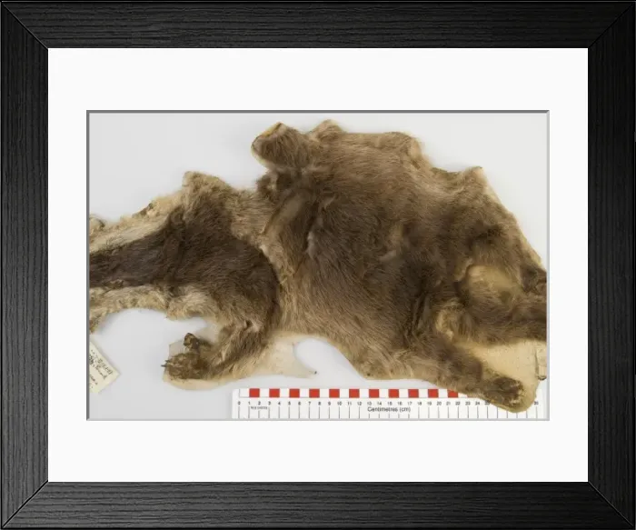 Framed Print : Cynogale lowei, lowes otter civet Framed Print : Cynogale lowei, lowes otter civet