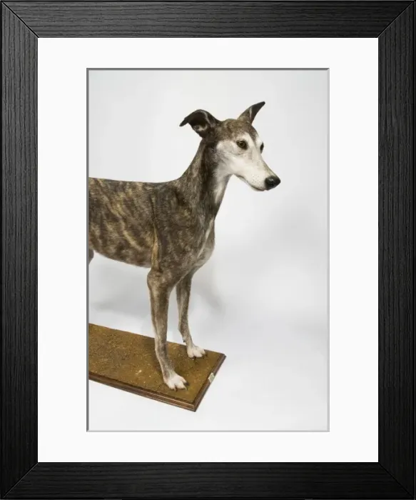 Framed Print : Ballyregan Bob, greyhound Framed Print : Ballyregan Bob, greyhound