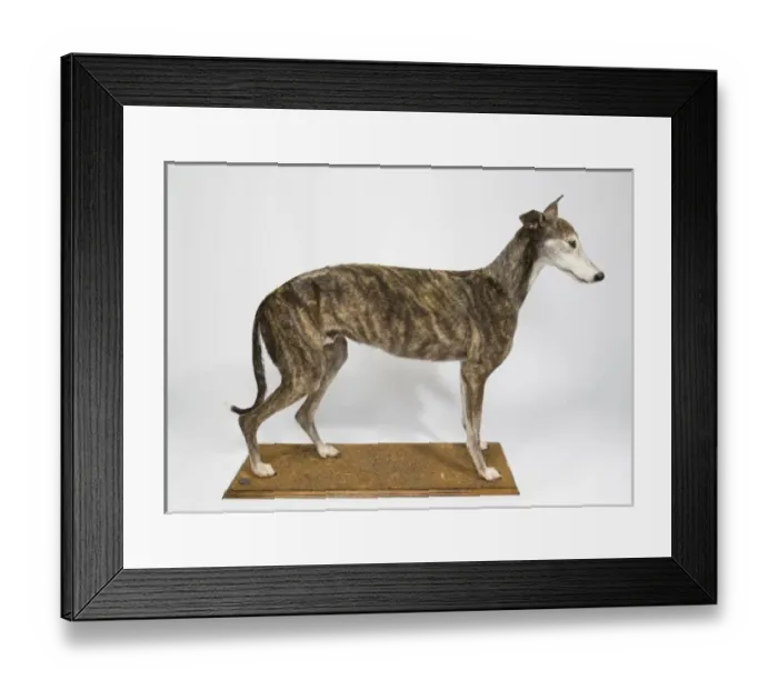 Framed Print : Ballyregan Bob, greyhound Framed Print : Ballyregan Bob, greyhound