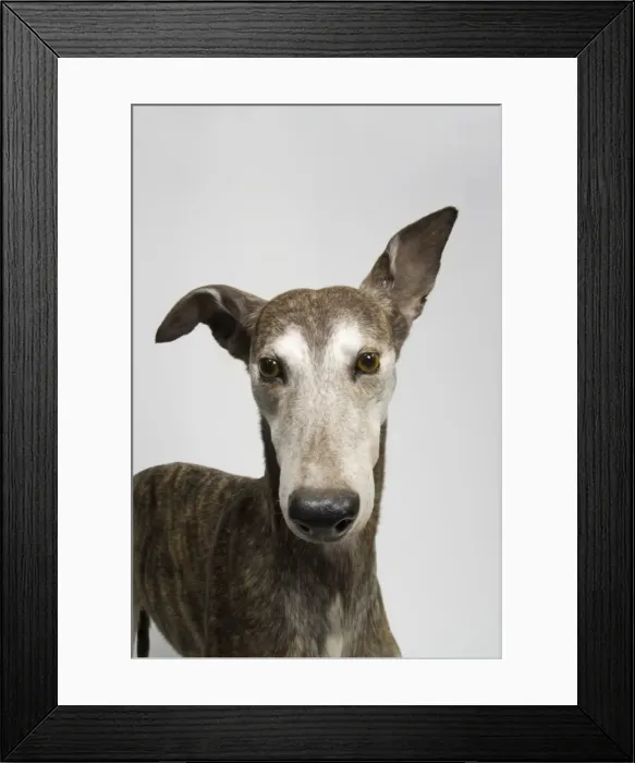 Framed Print : Ballyregan Bob, greyhound Framed Print : Ballyregan Bob, greyhound