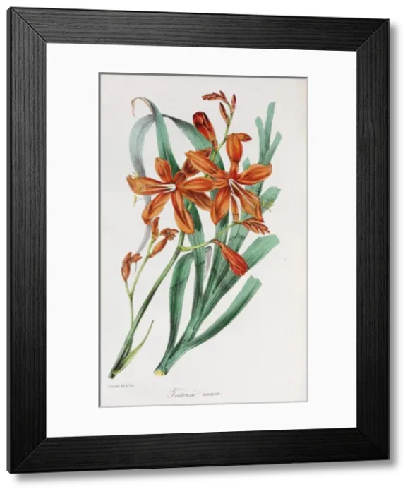 Framed Print : Tritonia aurea Framed Print : Tritonia aurea