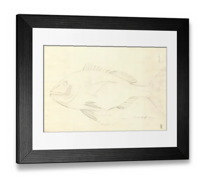 Framed Print : Ff. 208 sketch by George Forster Framed Print : Ff. 208 sketch by George Forster