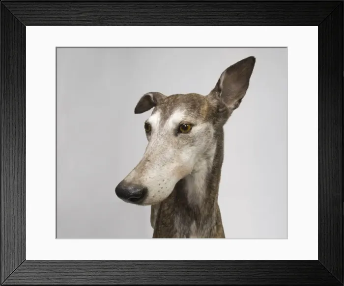 Framed Print : Ballyregan Bob, greyhound Framed Print : Ballyregan Bob, greyhound