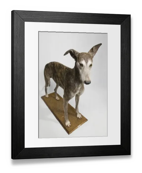 Framed Print : Ballyregan Bob, greyhound Framed Print : Ballyregan Bob, greyhound