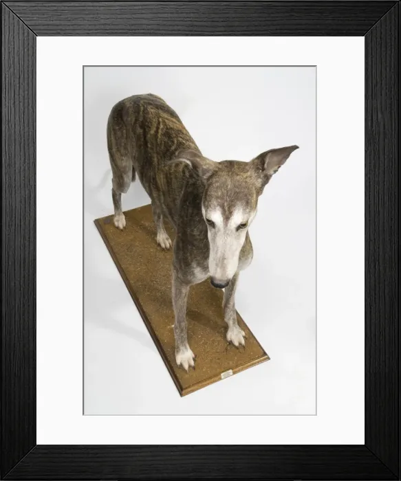Framed Print : Ballyregan Bob, greyhound Framed Print : Ballyregan Bob, greyhound