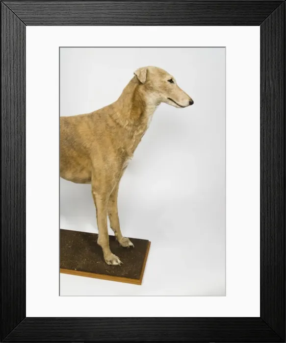 Framed Print : Mick the Miller, greyhound Framed Print : Mick the Miller, greyhound