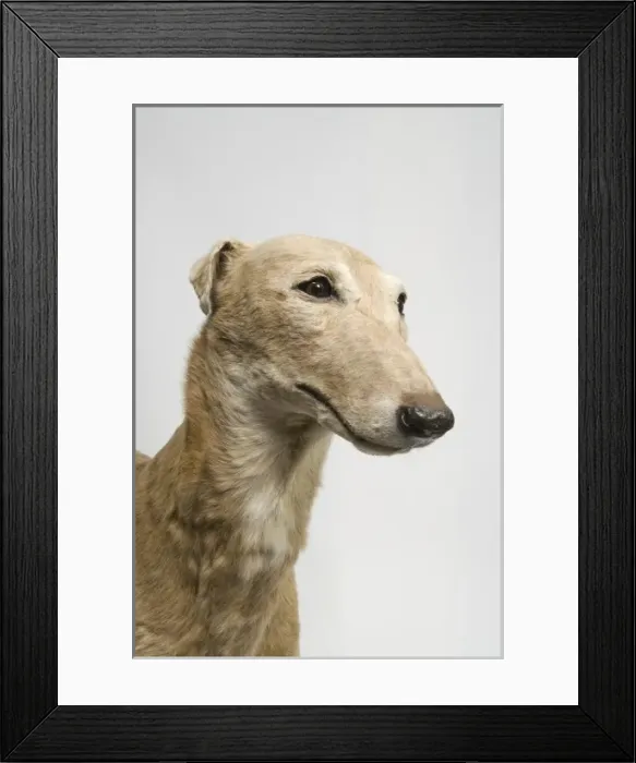 Framed Print : Mick the Miller, greyhound Framed Print : Mick the Miller, greyhound