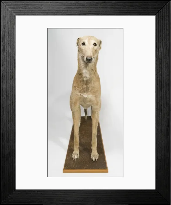 Framed Print : Mick the Miller, greyhound Framed Print : Mick the Miller, greyhound