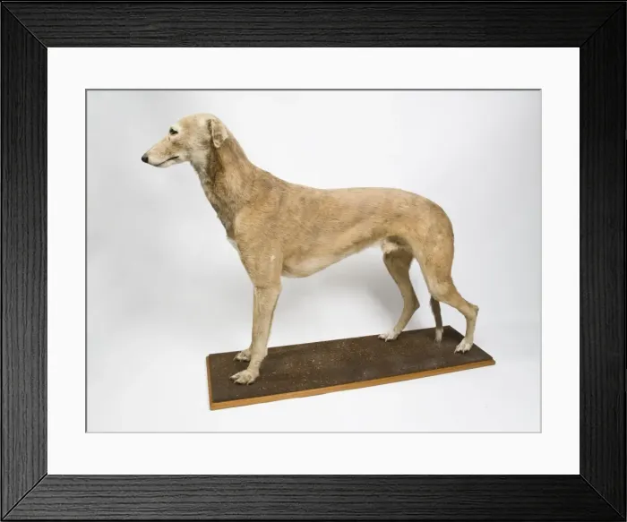 Framed Print : Mick the Miller, greyhound Framed Print : Mick the Miller, greyhound