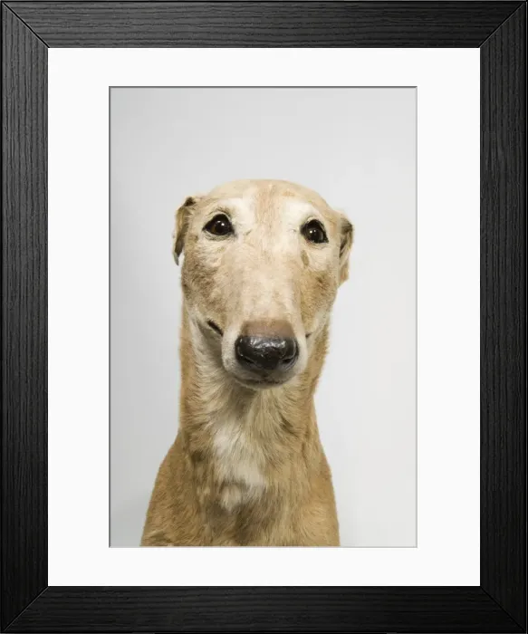 Framed Print : Mick the Miller, greyhound Framed Print : Mick the Miller, greyhound