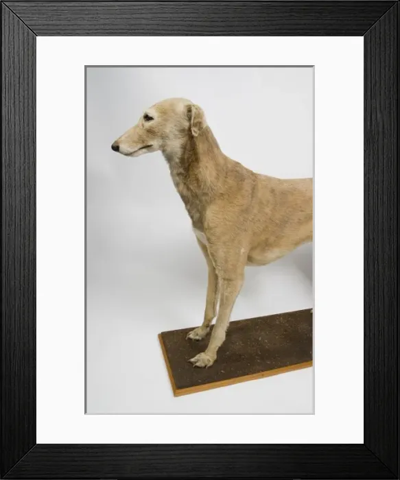 Framed Print : Mick the Miller, greyhound Framed Print : Mick the Miller, greyhound