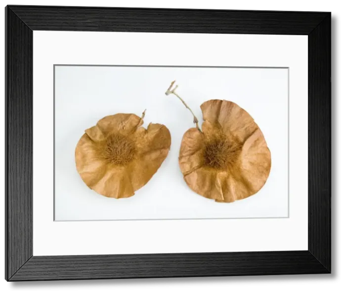 Framed Print : Pterocarpus angolensis Framed Print : Pterocarpus angolensis