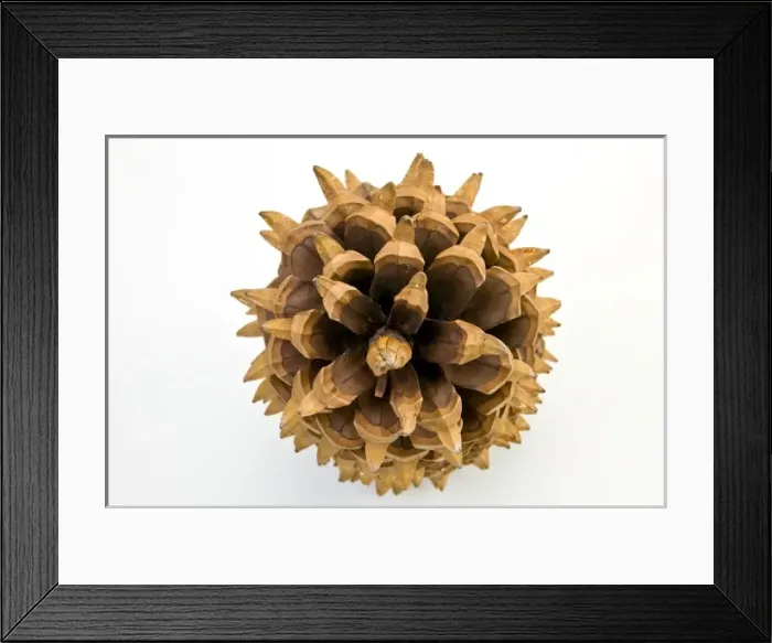 Framed Print : Pinus coulteri, big-cone pine Framed Print : Pinus coulteri, big-cone pine