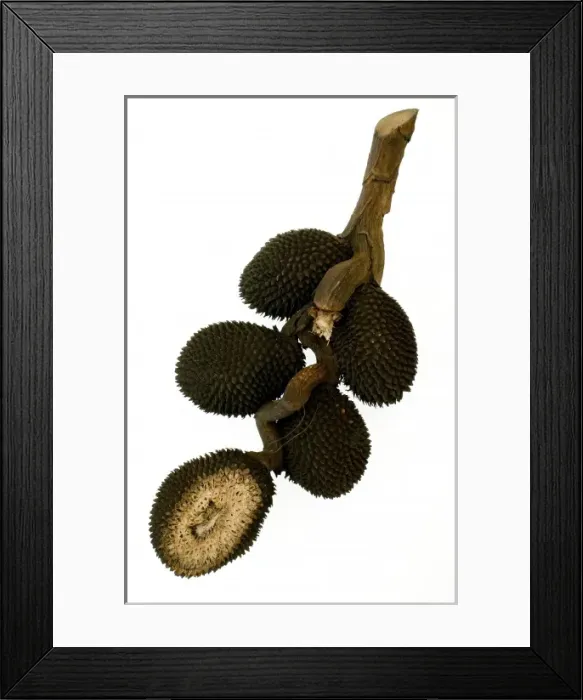 Framed Print : Pandanus atrocarpus, screw pine Framed Print : Pandanus atrocarpus, screw pine