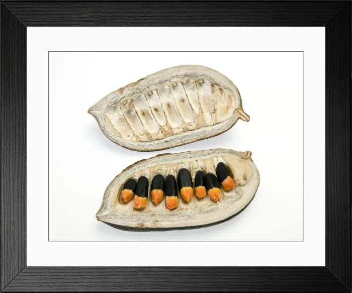 Framed Print : Afzelia, africana smith Framed Print : Afzelia, africana smith