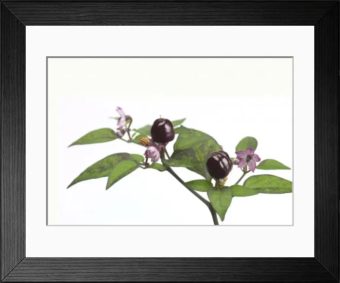 Framed Print : Capsicum annuum Filius blue Framed Print : Capsicum annuum Filius blue