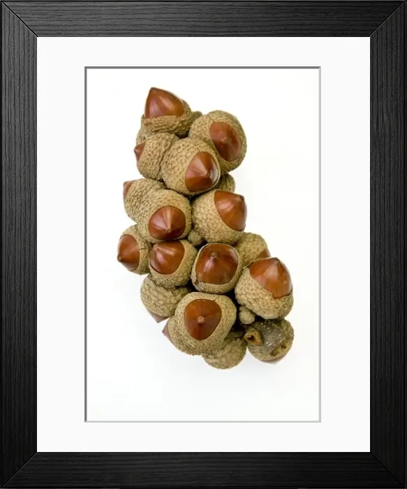 Framed Print : Lithocarpus, stone oak Framed Print : Lithocarpus, stone oak