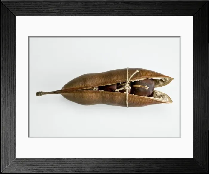Framed Print : Castanospermum australe, Moreton Bay chestnut Framed Print : Castanospermum australe, Moreton Bay chestnut