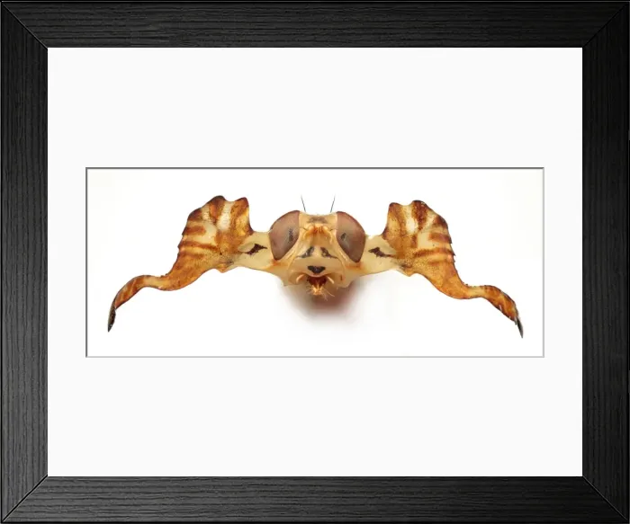 Framed Print : Phytalmia, antlered fly Framed Print : Phytalmia, antlered fly