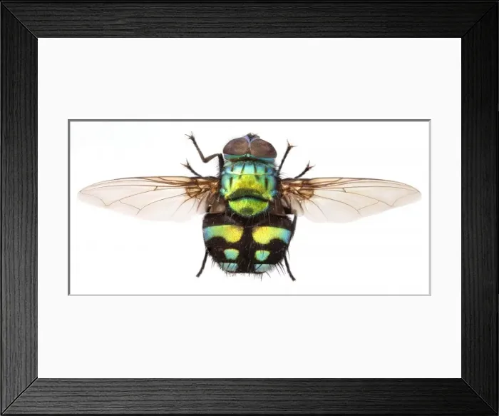 Framed Print : Formosia moneta, fly Framed Print : Formosia moneta, fly