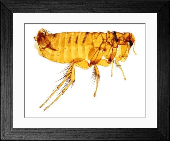 Framed Print : Hystrichopsylla talpae talpae, mole flea