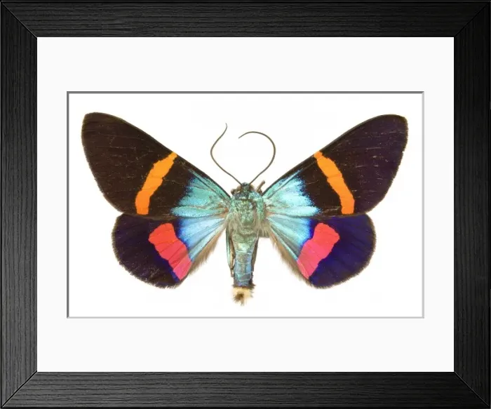 Framed Print : Milionia paradisea Framed Print : Milionia paradisea