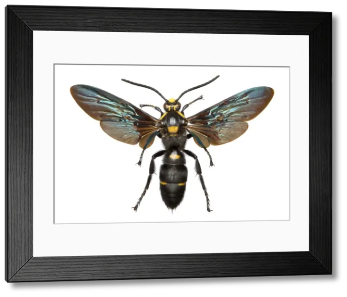 Framed Print : Megascolia procer, wasp Framed Print : Megascolia procer, wasp