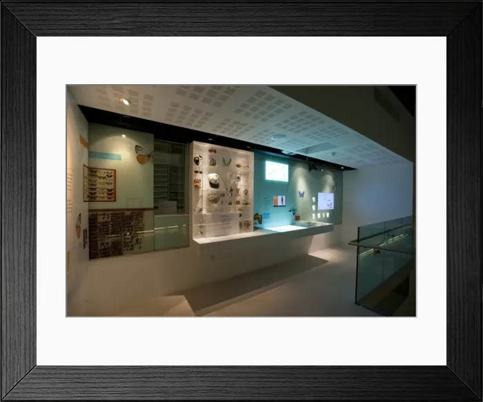Framed Print : Organising nature section in Cocoon Framed Print : Organising nature section in Cocoon