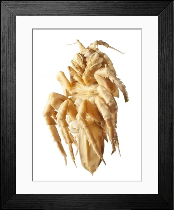 Framed Print : Glyptonotus antarcticus Framed Print : Glyptonotus antarcticus