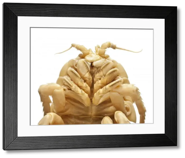 Framed Print : Glyptonotus antarcticus Framed Print : Glyptonotus antarcticus